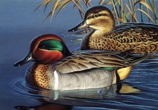 Ceramic Tile Mural Kitchen Backsplash - Green Wing Teal Couple-Ducks Birds