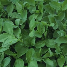 GREEN MANURE - FIELD BEAN (Maris Bead) - 500 GRAM