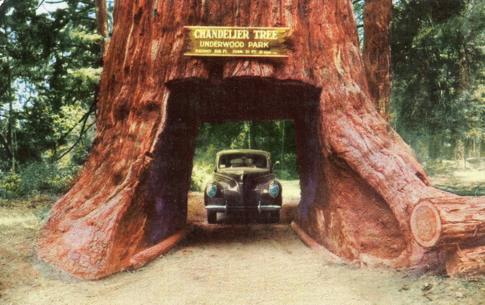Chandelier Drivethru Tree, Underwood Park, Redwood Hwy, California