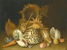 STILL LIFE OF SEA SHELLS Accent Tile Mural Kitchen Bathroom Wall Backsplash 8x6