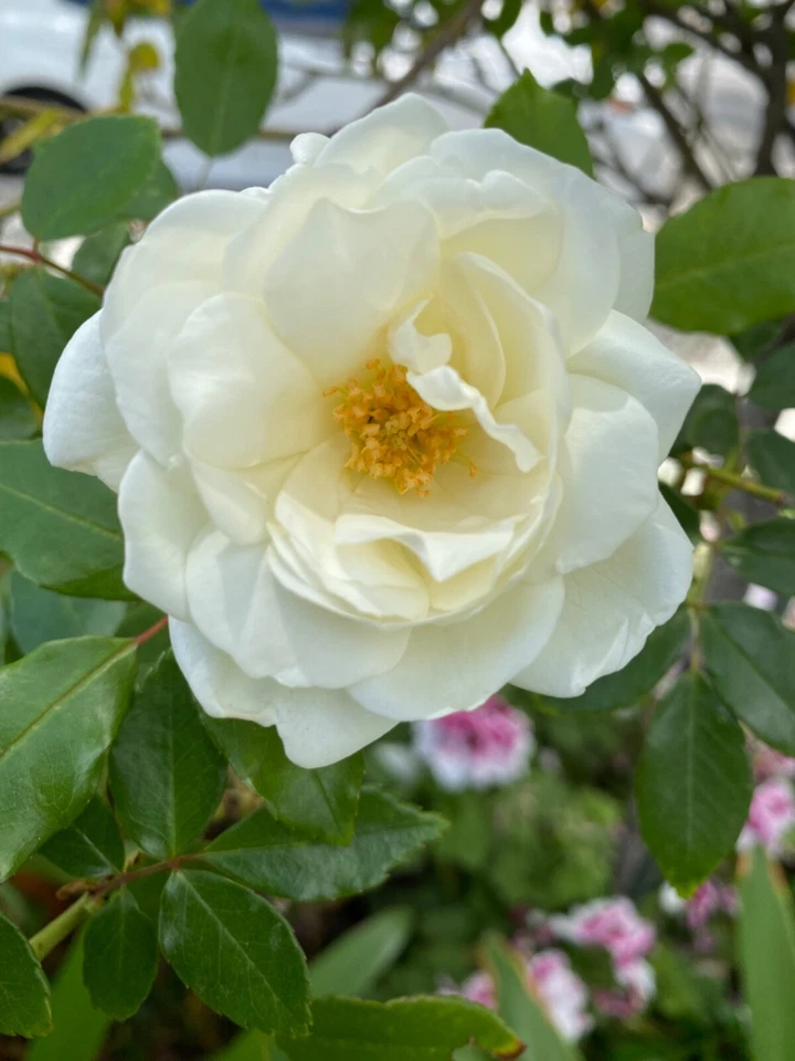 Stunning White Rose 5 Stem Cuttings for Rooting/Grafting, QUICK SHIP - Image 3 of 4