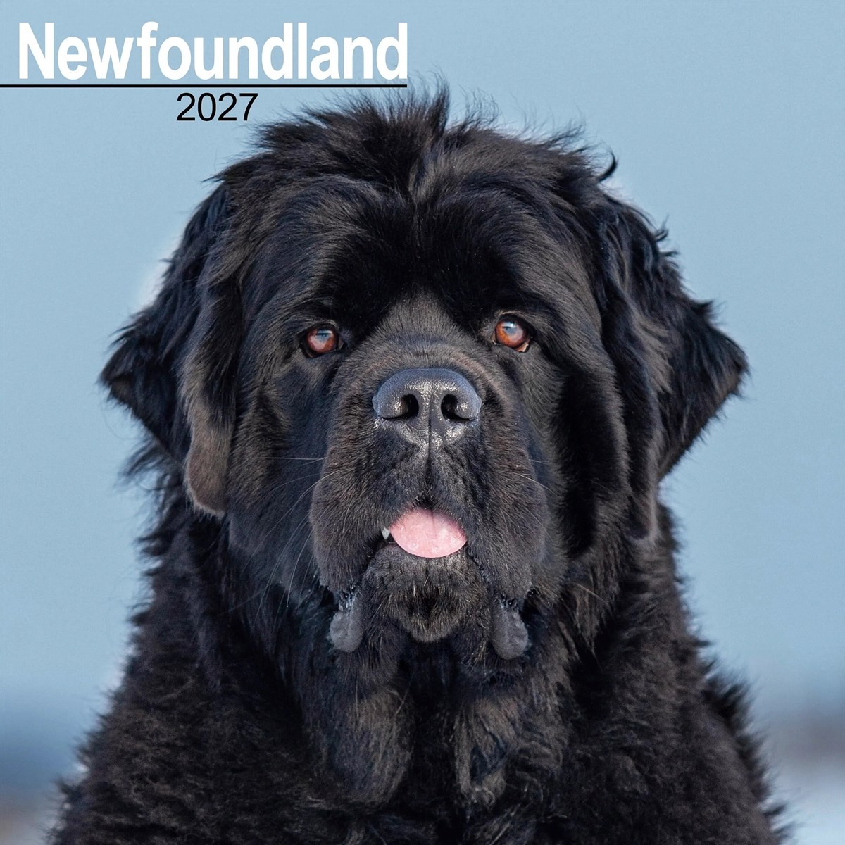 Newfoundland Wall by AVONSIDE PUBLISHING (Calendar) - Image 5
