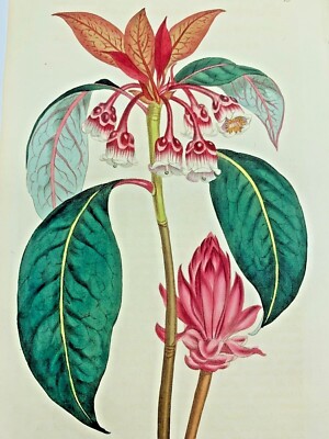 CANTON ENKIANTHUS PLANTS 1814 Antique Print Original Curtis Botanical