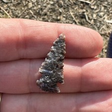 Mount Albion Dart Knife 1 1/4" Agatized Petrified Dinosaur Wood Weld Co Colorado