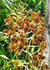 Grammatophyllum Speciosum, Tiger Orchid, Largest Orchid Species, Orchid Plant