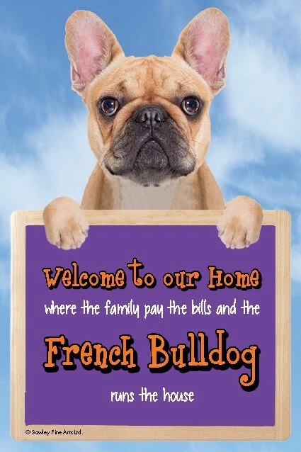 French bulldog to store good home