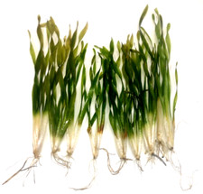 10x Vallisneria Asiaticia