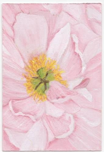 “Coral Charm 4” hand-painted pinky peony, OOAK original acrylic floral ACEO