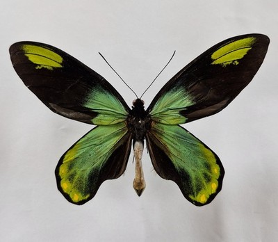ORNITHOPTERA VICTORIAE REGIS MÄNNCHEN