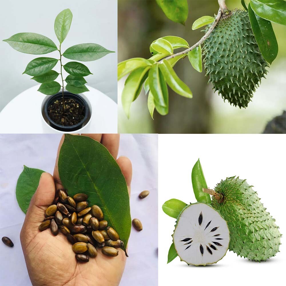 ゴールデンサワーソップ苗(Annona muricata) Golden Soursop (ANNONA MURICATA) Live Fruit Plant