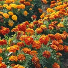 French Marigold Mix LANDSCAPER'S PACK BULK Assorted Heirloom Non-GMO 1000 Seeds!