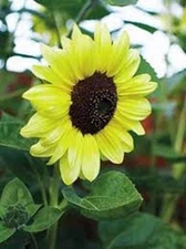 SUNFLOWER, LEMON QUEEN, 20+ SEEDS  LARGE BEAUTIFUL VIVID COLORFUL BLOOMS