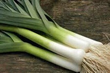 LARGE AMERICAN FLAG LEEK ONION 250 SEEDS FRESH FOR GARDENS