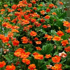 T&M Geum Mrs Bradshaw Avens Hardy Perennial Garden Flowers Plug