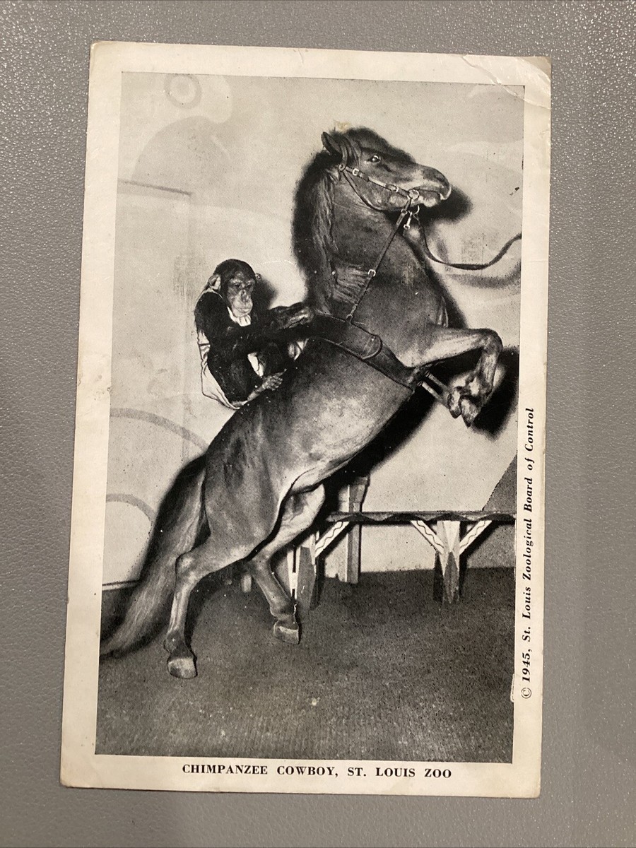 1945 Chimpanzee Cowboy St Louis Zoo Riding Horse Postcard | eBay
