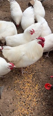 Two Dozen Threatened Rose Comb White Dorking Hatching Eggs