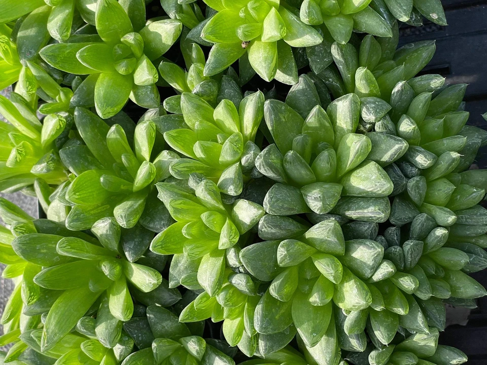 Oversized Haworthia Cymbiformis - Cathedral Window Haworthia - Shown in 3.5” pot - Image 4 of 4