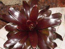 Neoregelia ROYAL BURGUNDY Bromeliad one tropical plant BIG 