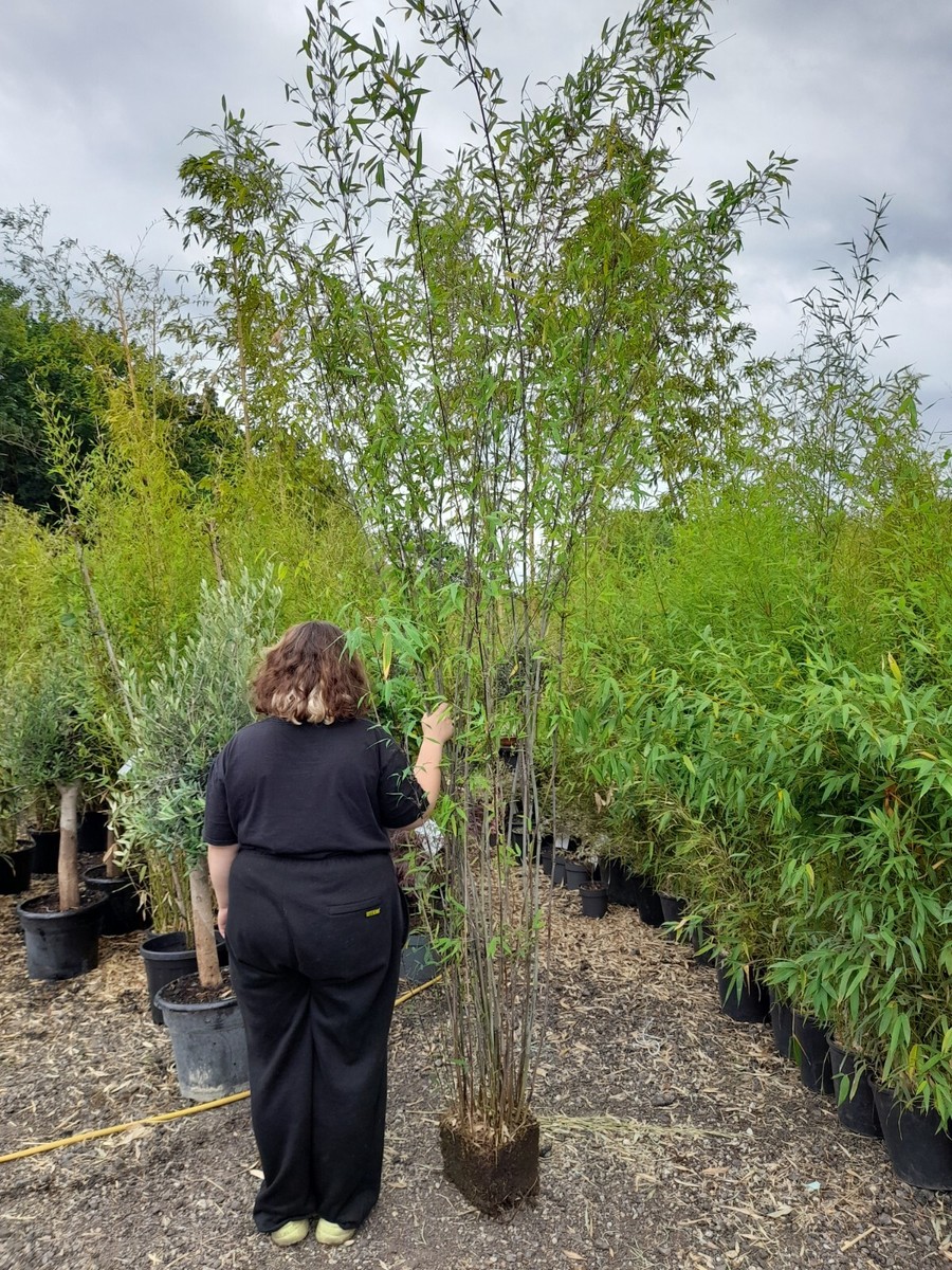 Fargesia Winter Joy Clumping Bamboo Non Invasive Jumbo Clump 5-6ftPurple  Stem | eBay UK