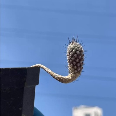 1Pices 1.1-1.3m Seedgrowth Seedling Turbinicarpus Subterraneus Caudex Cactis