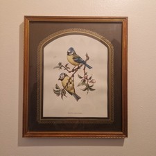 Framed Blue Tit Bird Print ? Parus Caeruleus ? Pictures For You