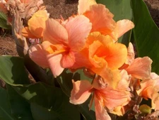 2 - TROPICAL SUNRISE Dwarf Canna Lily Bulb Tuber Rhizomes EXOTIC APRICOT FLOWERS