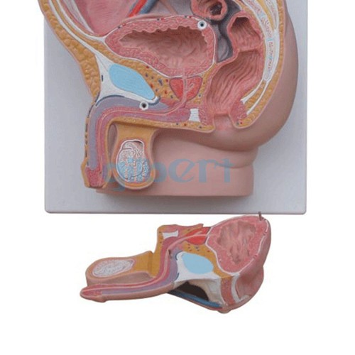 Human Male Penis Urinary Bladder Anatomical Medical Model Urology Anatomy - Picture 4 of 4