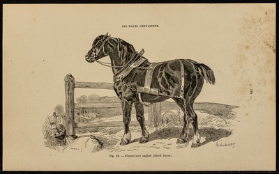 1882 - Cavallo Nero Inglese \u0026 Equitazione - Incisione Antica | eBay