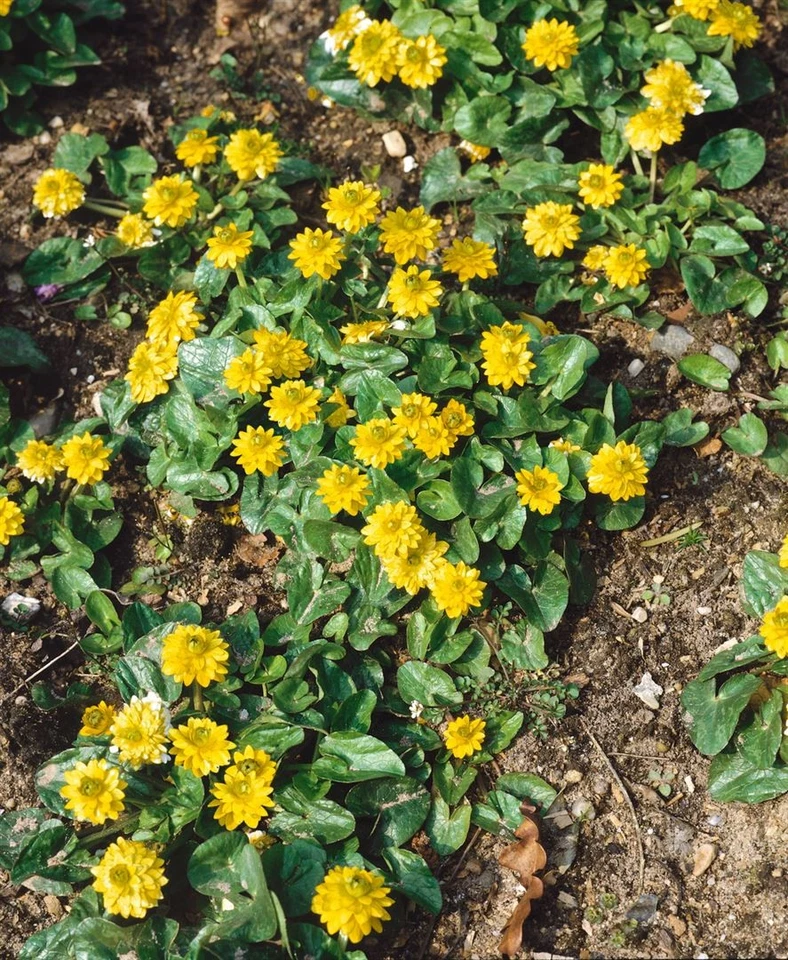 Ranunculus ficaria 'Flore Pleno', Scharbockskraut, gefüllt, ca. 9x9 cm Topf - Bild 2 von 4