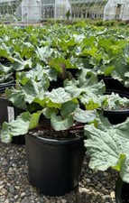 2 Chipman's Canada Red Rhubarb Plants Large 2 gal. Potted Edible Plants