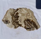 LARGE UTAH ROOT BEER ONYX SLAB ~421gr/0.93lb /rough agate jasper cab brown cream — photo 7