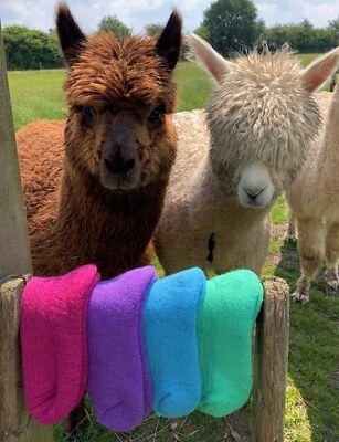 THE ALPACA SHOP Alpaka Wollstiefelsocken - Stiefel & Wandern Hergestellt in Großbritannien 4-7,8-10,11-13