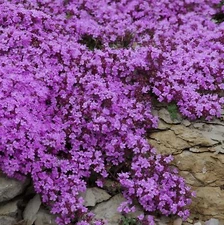 20,000 Purple Creeping Thyme Seeds Ground Cover Bulk (Thymus Serpyllum) – Wil...