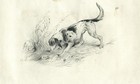 Chien trouvant un nid - Dessin original ancien