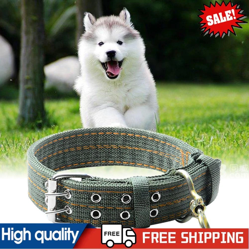 Husky collars and best sale leads