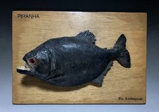 Giant Black Piranha Taxidermy Amazon River Monster Beast 13.5"