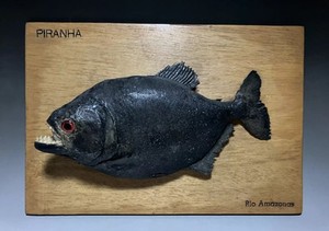 Giant Black Piranha Taxidermy Amazon River Monster Beast 13.5"
