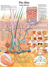 Skin Cutis Derma Poster Prints Wall Chart Human Anatomy Wall Art Canvas Painting