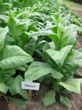 1000 Madole Tobacco Seeds ~ Heirloom ~ Rich Flavor ~ Dark Variety