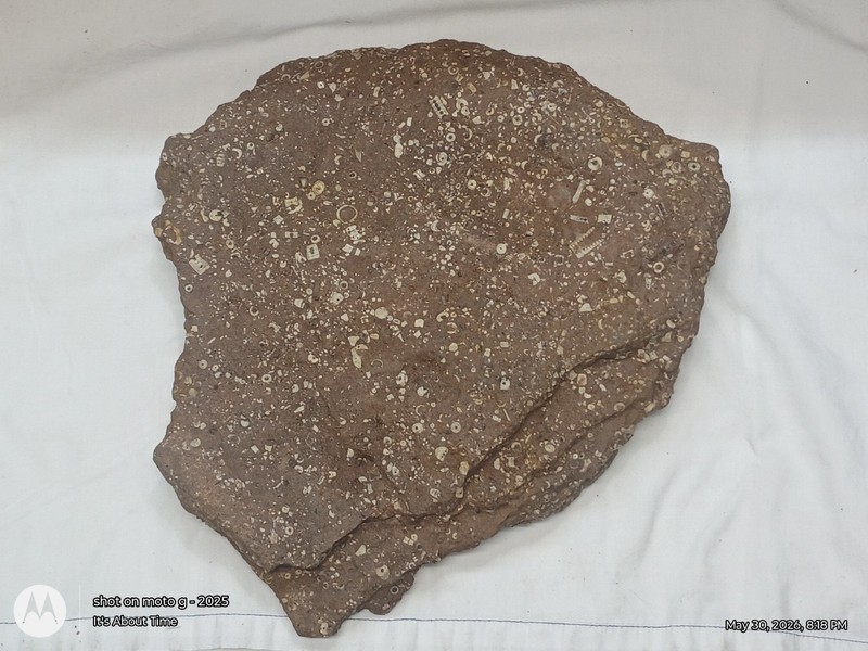 Natural Crinoid Fossils Death Bed Cluster Slab Orodovician - Arkansas 20lb #2
