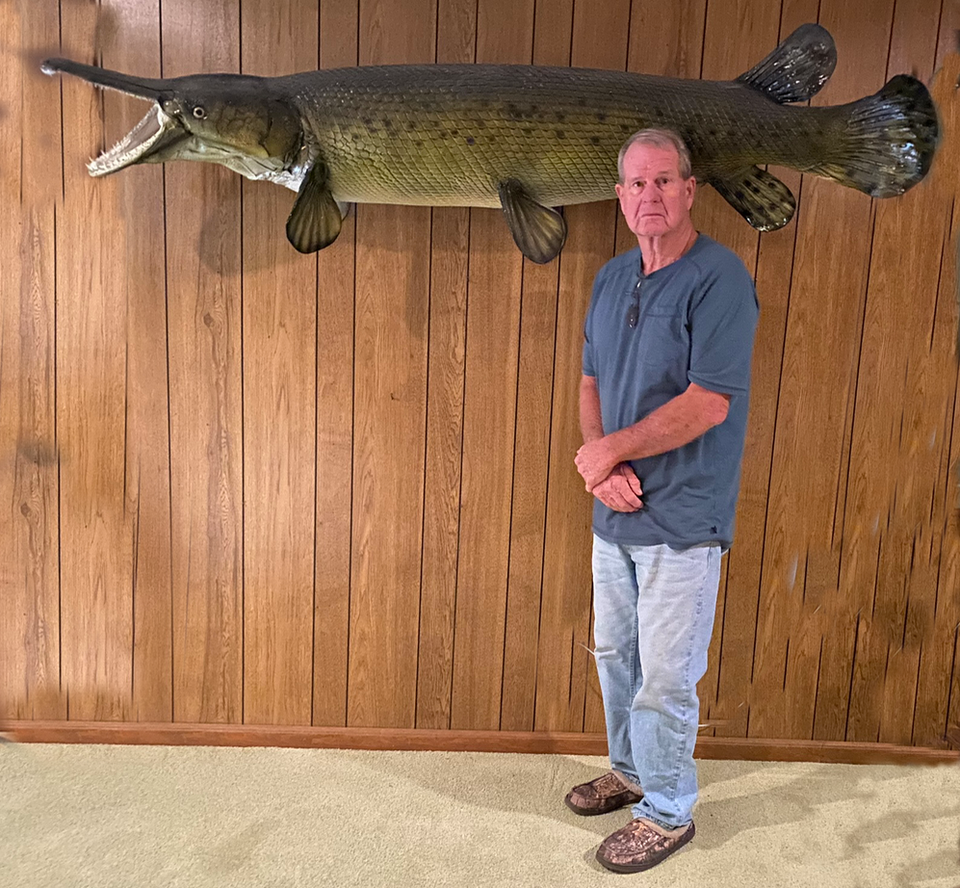Real Skin 79" Alligator Gar Mount Taxidermy eBay
