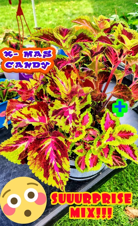 COLEUS SEEDS 8 种款式-吉姆选择 — 第 4/4 张图片