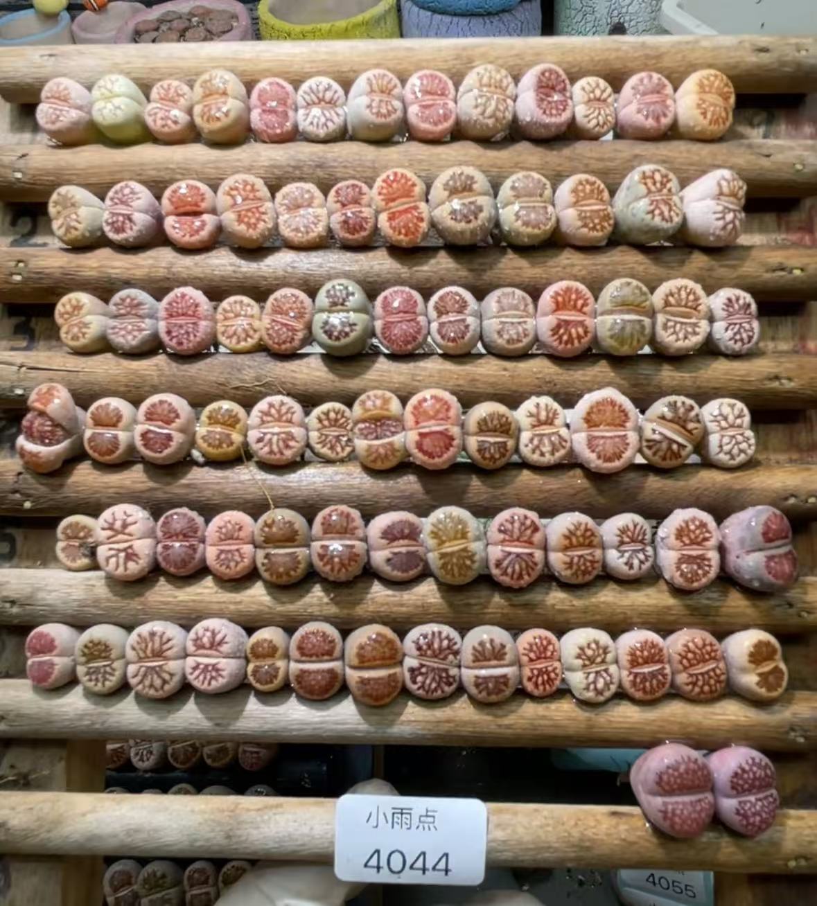 50PCS+ 1cm Sale Succulent Live colorful mix Group Lithops Kikukaseki WYSIWYG