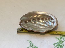 Abalone Shell 5 inch