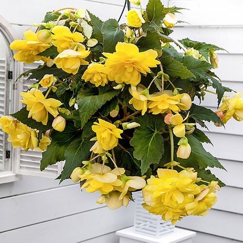 Double Yellow Hanging Basket Begonia Bulbs for Shaded Areas