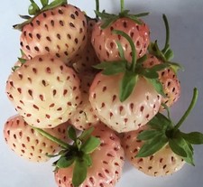 Fraisier ANABLANCA gout Ananas 10 Plants de ma production méthode Bio