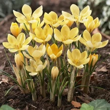 12 - ROMANCE Species Crocus Flower Bulbs (chrysanthus) GREAT IN THE ROCK GARDEN
