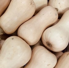 25 Graines - Courge Butternut Musquée - Semences Paysanne - BIO