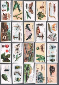 1930-Lambert-amp-Butler-Garden-Life-Tobacco-Cards-Complete-Set-of-25
