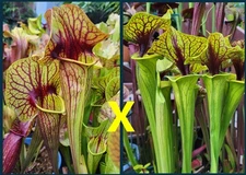 2025 SARRACENIA SEEDS: BENGAL TIGER X FLAVA ACID VIPER [CARNIVOROUS PLANT SEED]